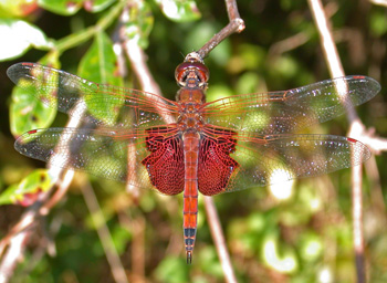 Carolina Saddlebags Carolina Saddlebags